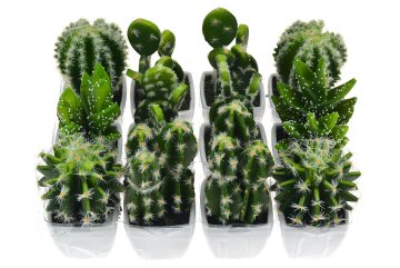 Dekorativní kaktus (10-13cm) - Jako živý, 1ks